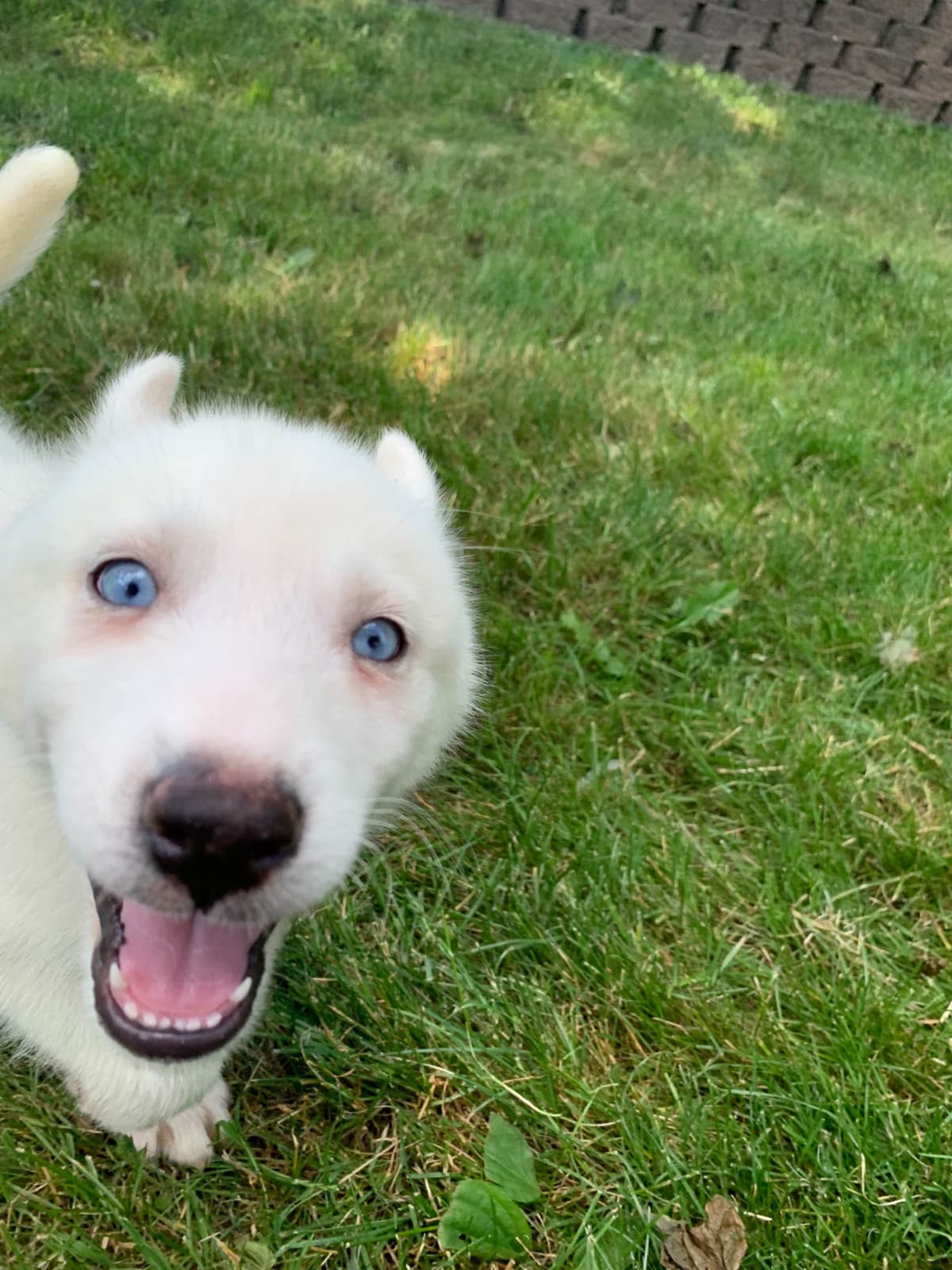 Samoyed Puppies breeder image 52