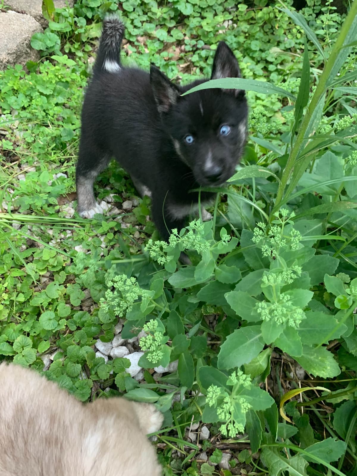 Samoyed Puppies breeder image 57