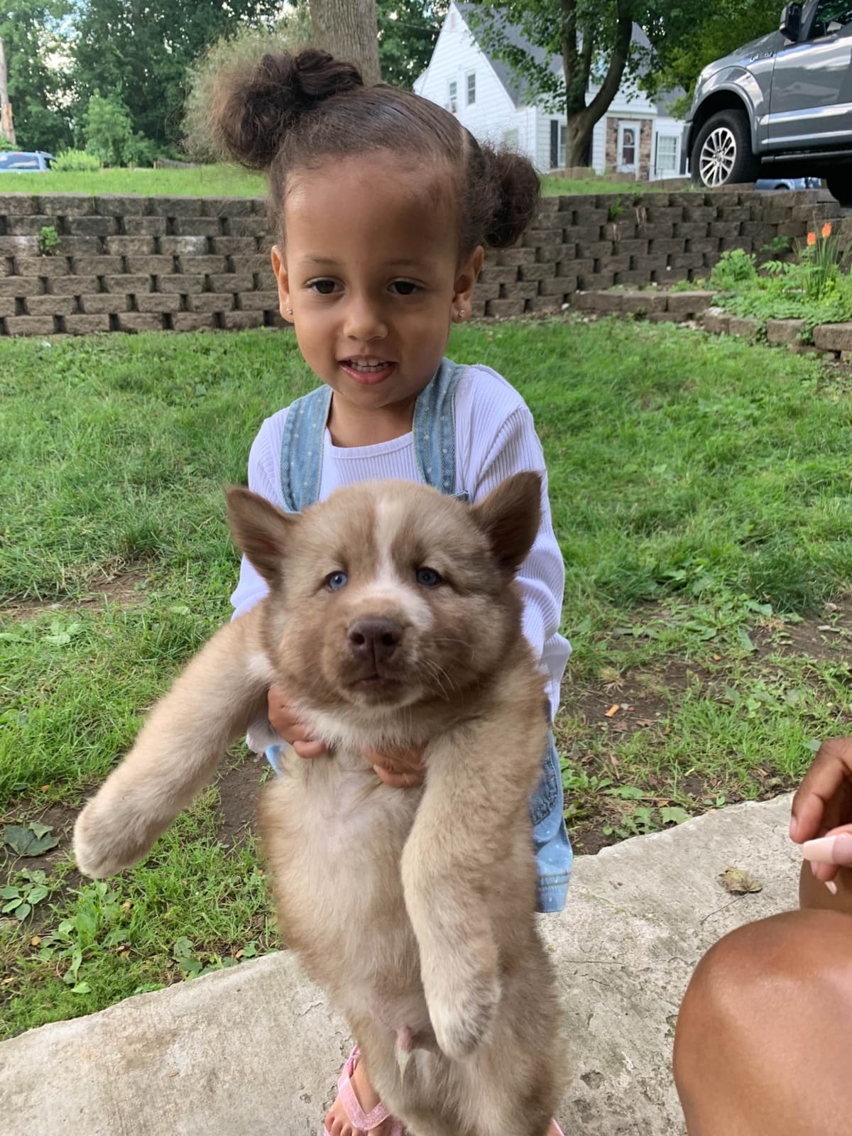 Samoyed Puppies breeder image 60