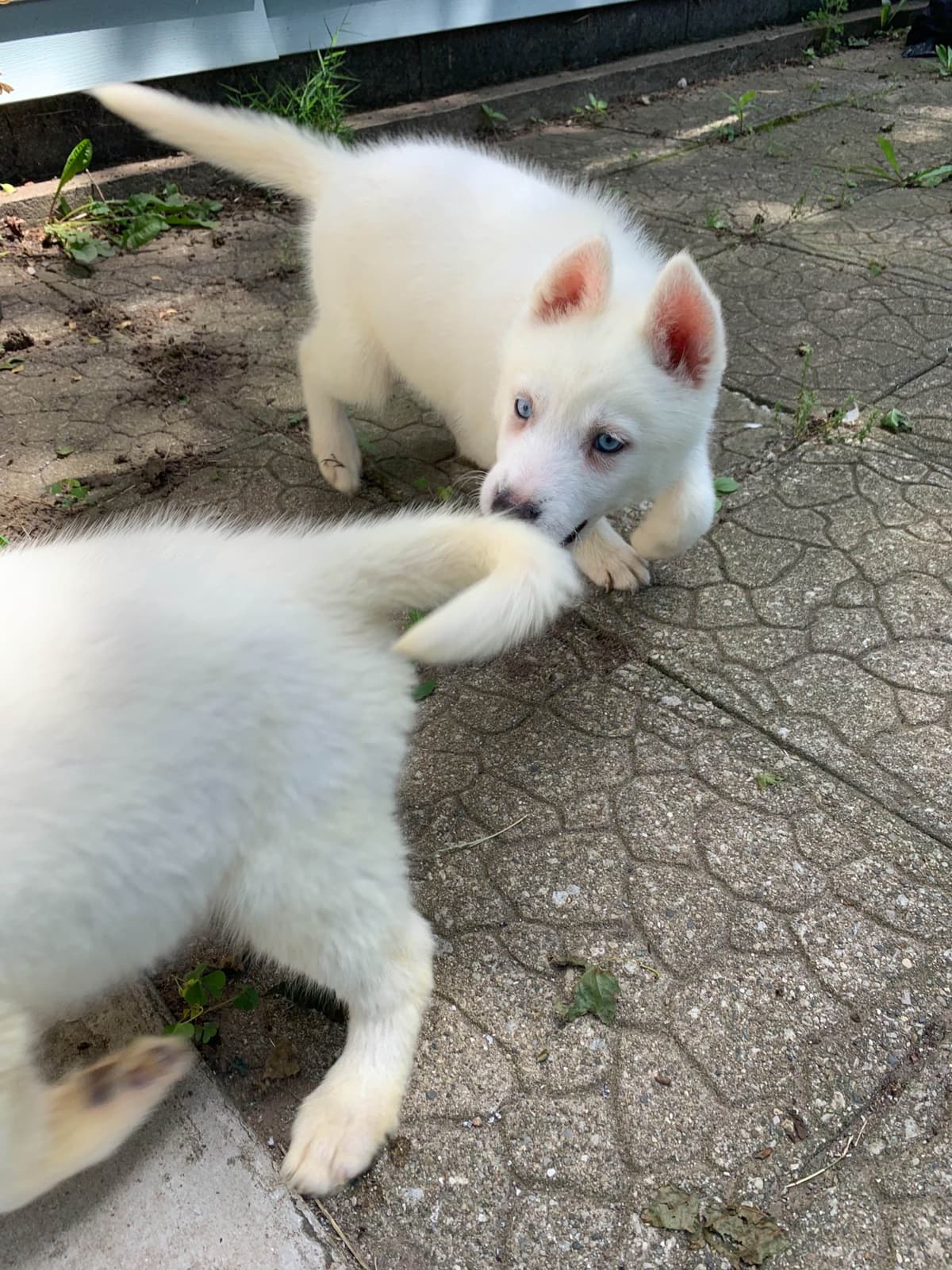 Samoyed Puppies breeder image 59