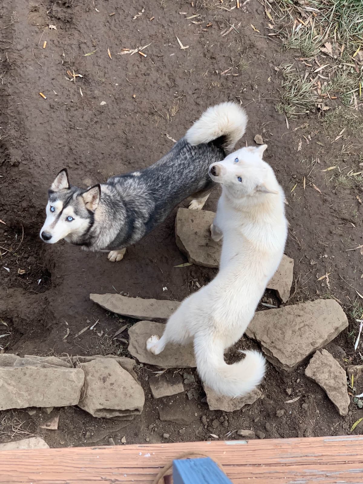 Samoyed Puppies breeder image 63