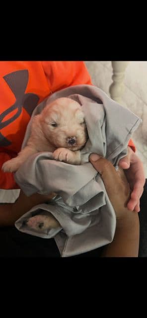Samoyed Puppies media 7