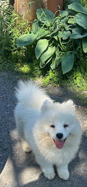 Samoyed Puppies media 3