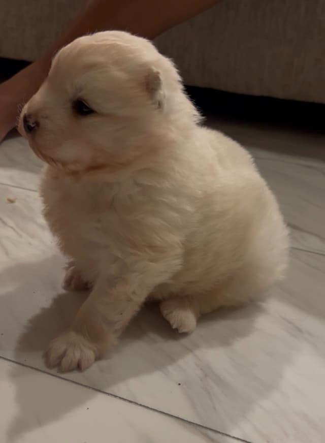 Samoyed Puppies media 8