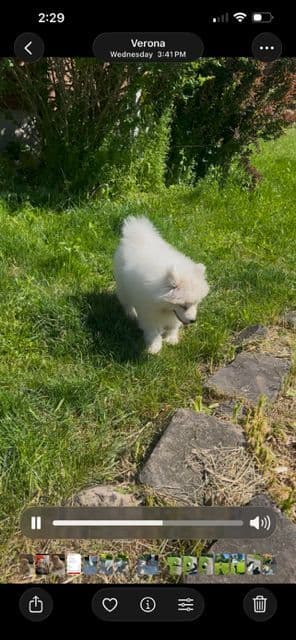 Samoyed Puppies media 5