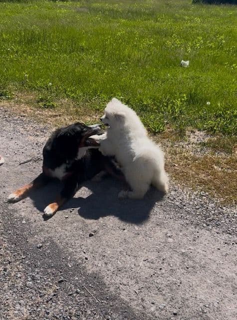 Samoyed Puppies media 4