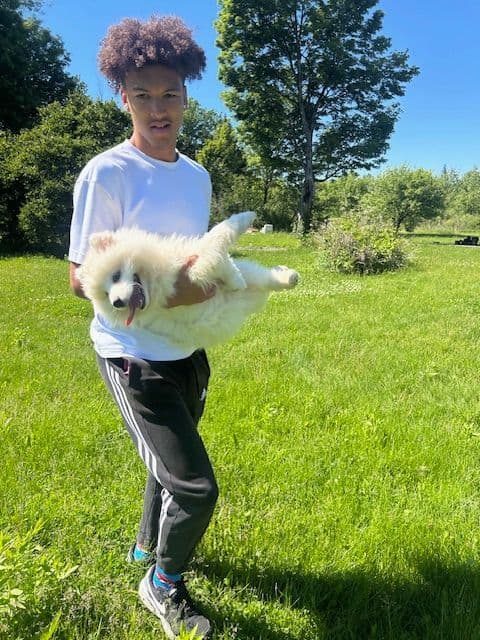 Samoyed Puppies media 6