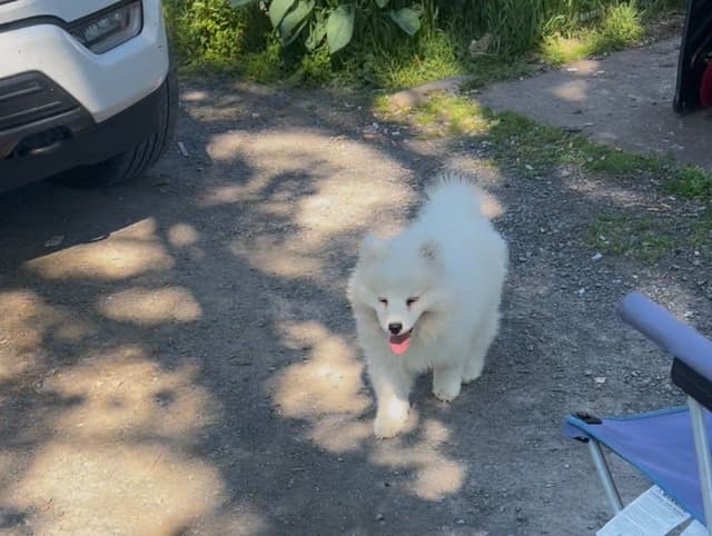 Samoyed Puppies media 2