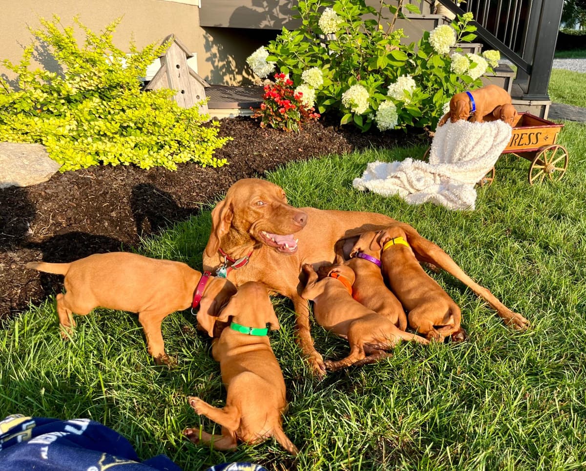 Vizsla Puppies❤️Text or call 717-897-5642 breeder image 2