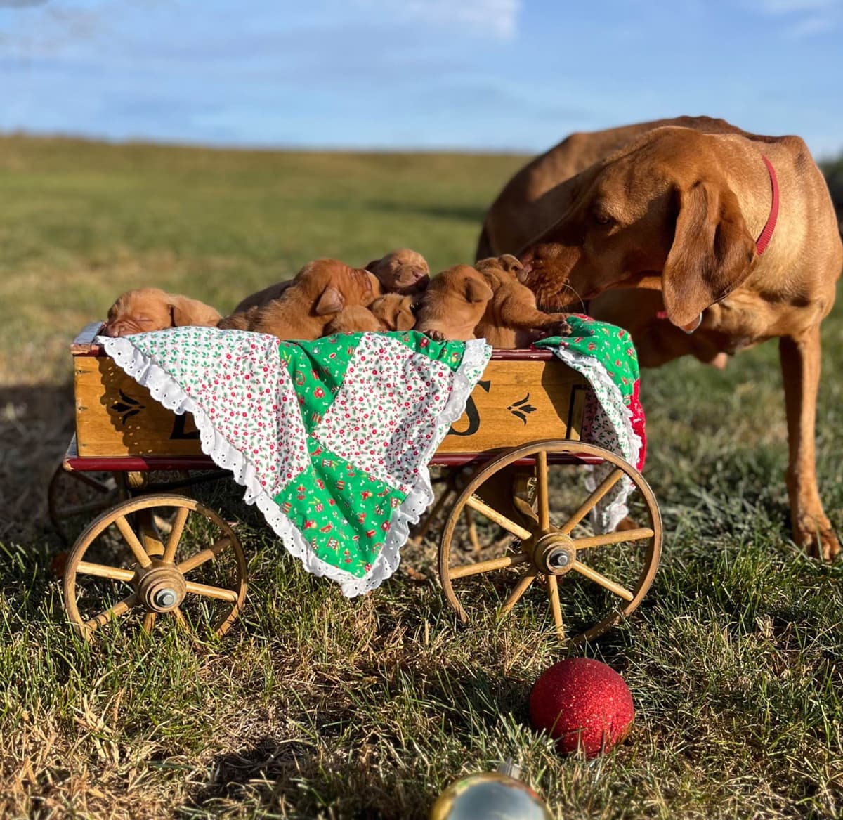 Vizsla Puppies❤️Text or call 717-897-5642 breeder image 1