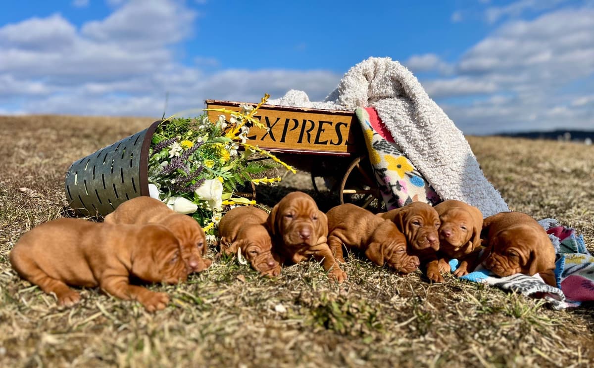 Vizsla Puppies❤️Text or call 717-897-5642 breeder image 4