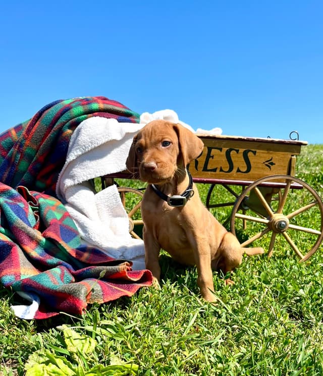 Beautiful Vizsla Puppies🐾❤️Text or Call 717-897-5642 media 3