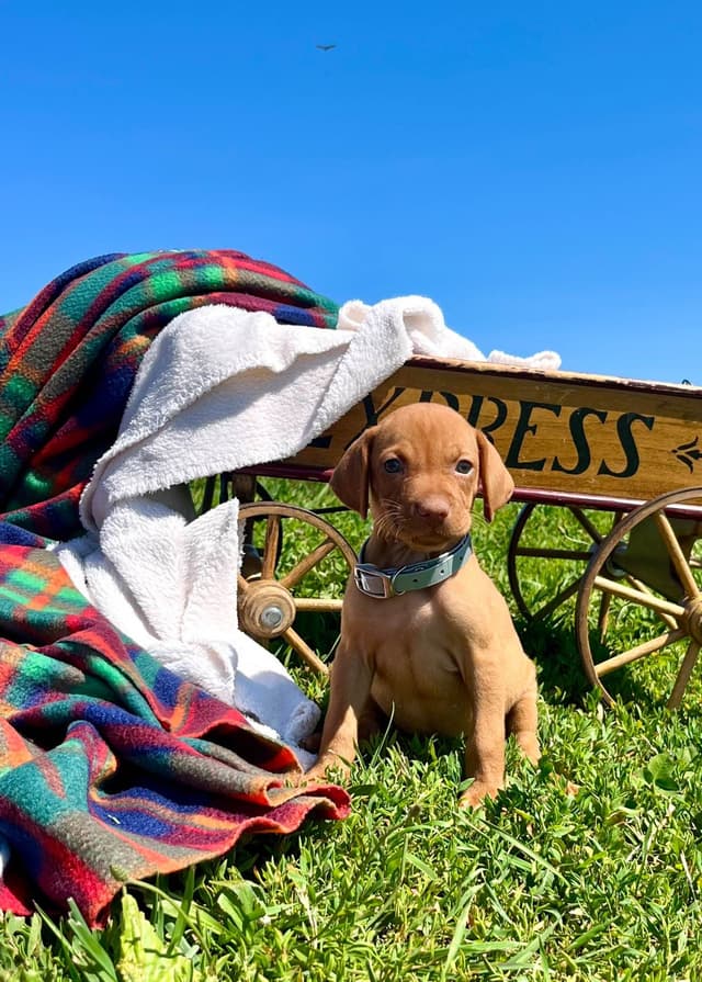 Beautiful Vizsla Puppies🐾❤️Text or Call 717-897-5642 media 4