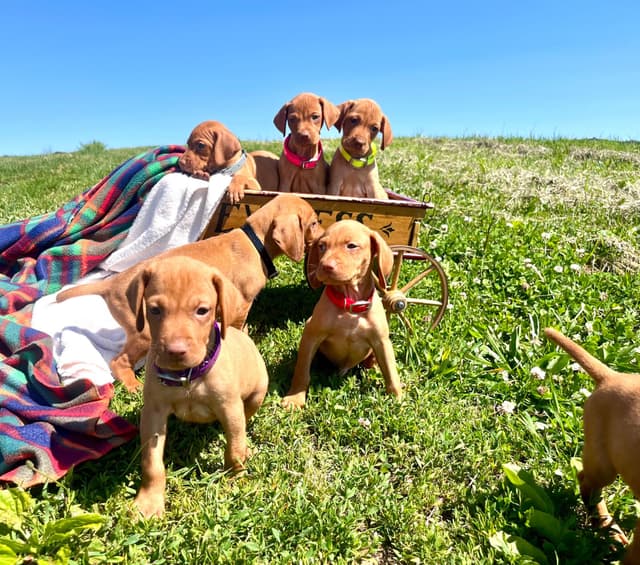 Beautiful Vizsla Puppies🐾❤️Text or Call 717-897-5642 media 5