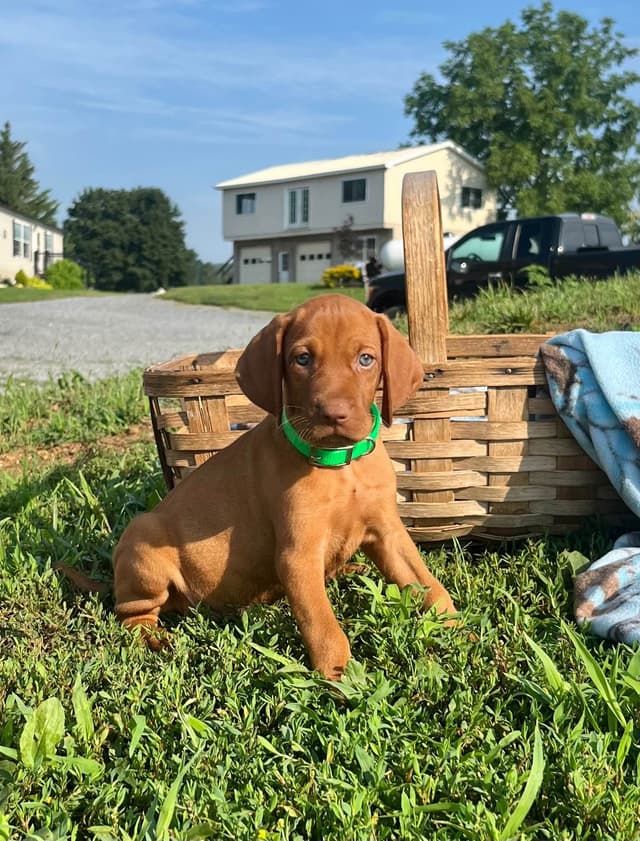 Vizsla Puppies❤️Text or call 717-897-5642 media 2