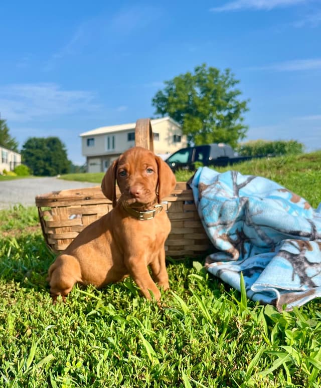Vizsla Puppies❤️Text or call 717-897-5642 media 4