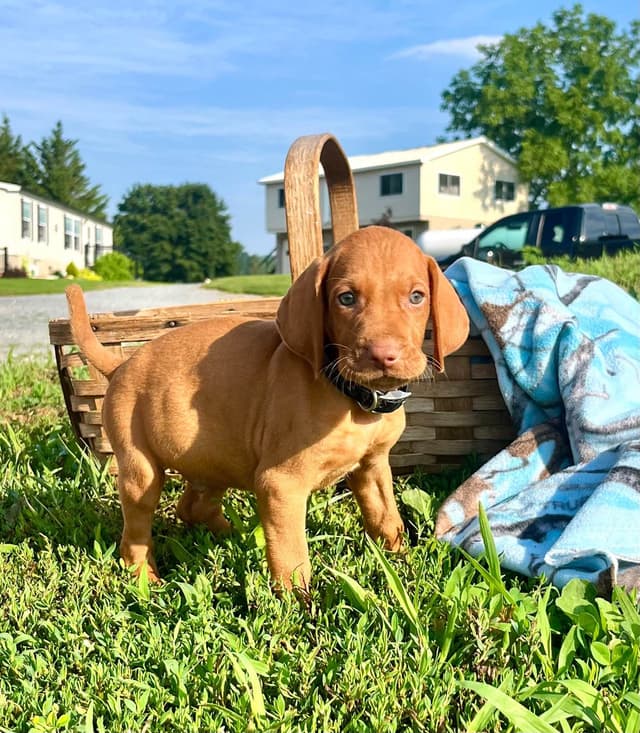 Vizsla Puppies❤️Text or call 717-897-5642 media 3