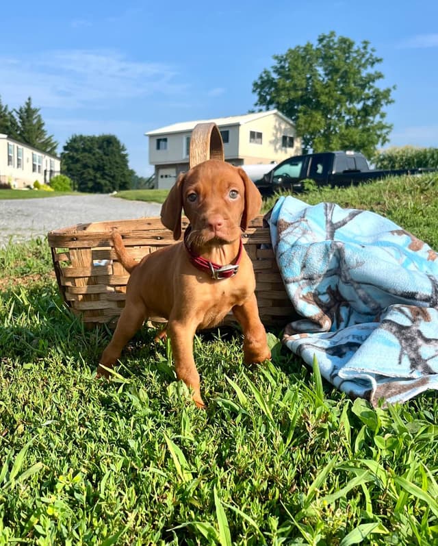 Vizsla Puppies❤️Text or call 717-897-5642 media 5