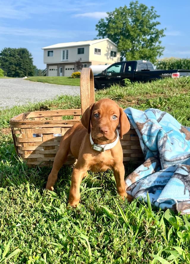 Vizsla Puppies❤️Text or call 717-897-5642 media 6