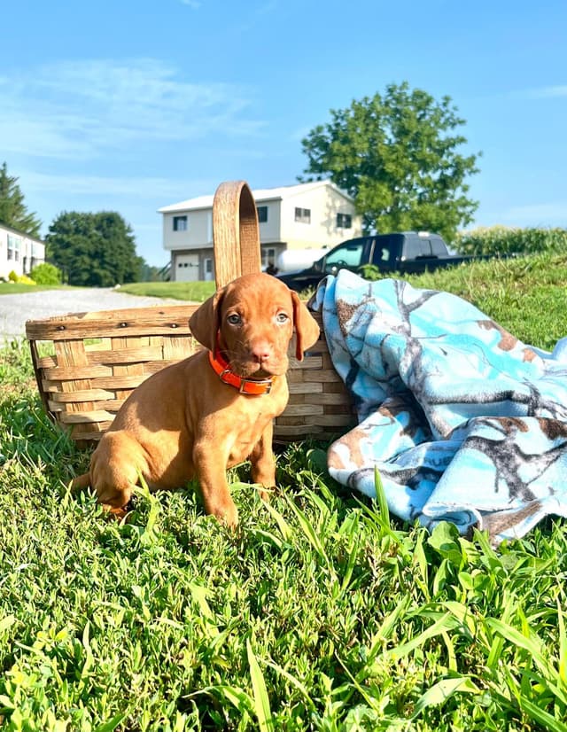 Vizsla Puppies❤️Text or call 717-897-5642 media 8