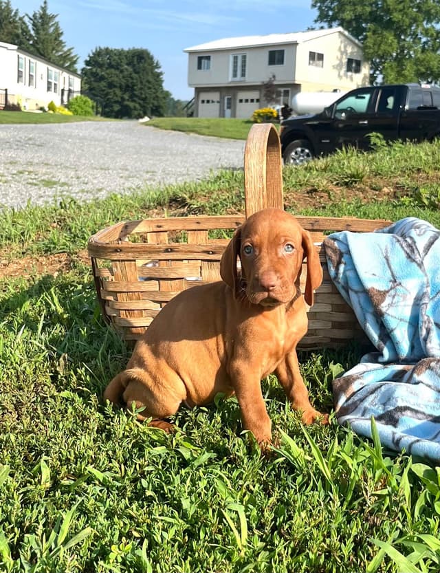 Vizsla Puppies❤️Text or call 717-897-5642 media 7