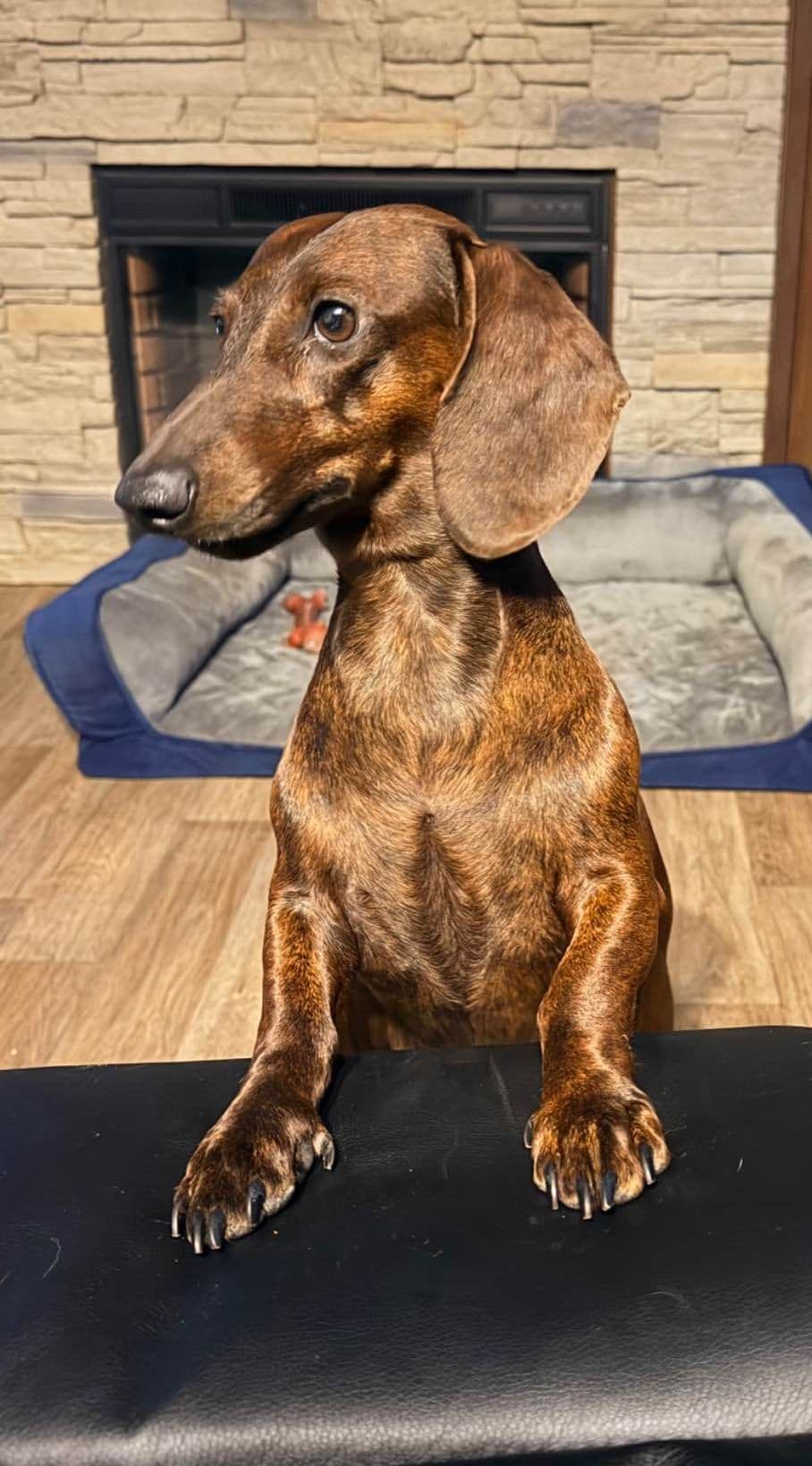 Standard Dachshund Puppies breeder image 1