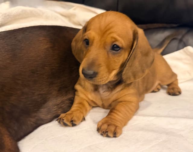 Standard Dachshund Puppies media 2