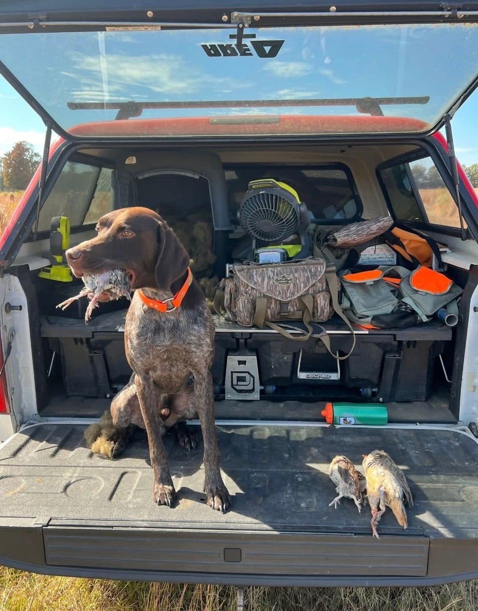 German Shorthaired Pointer Puppies breeder image 2
