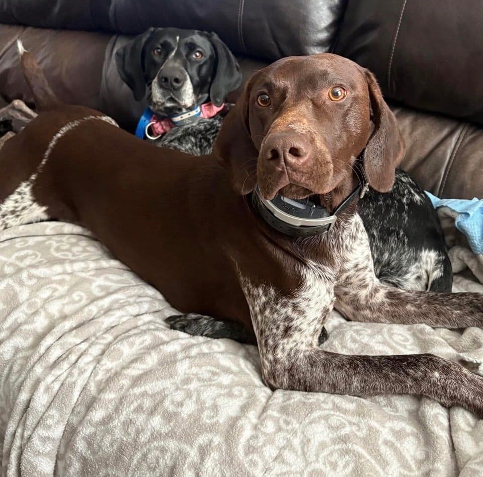German Shorthaired Pointer Puppies breeder image 1