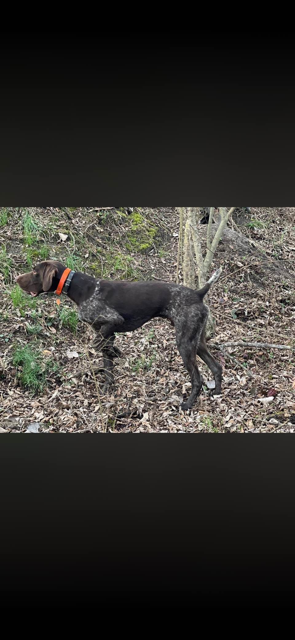 German Shorthaired Pointer Puppies breeder image 3