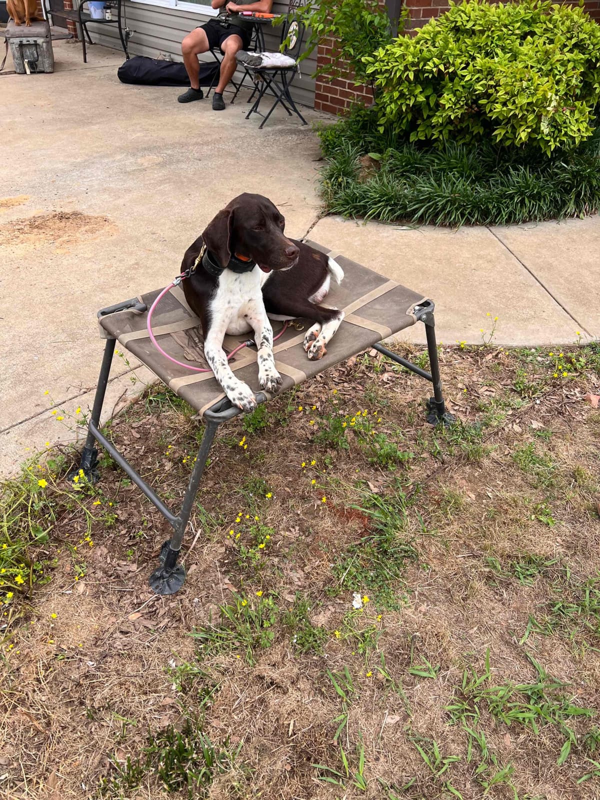 German Shorthaired Pointer Puppies breeder image 4