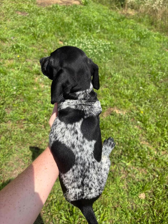 German Shorthaired Pointer Puppies media 2