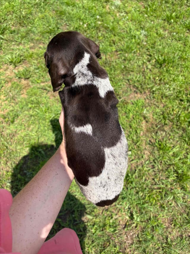 German Shorthaired Pointer Puppies media 6