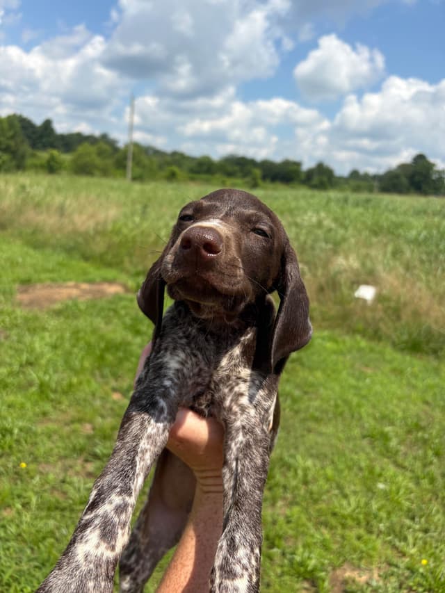 German Shorthaired Pointer Puppies media 7