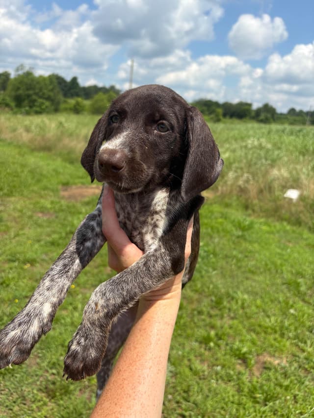 German Shorthaired Pointer Puppies media 5