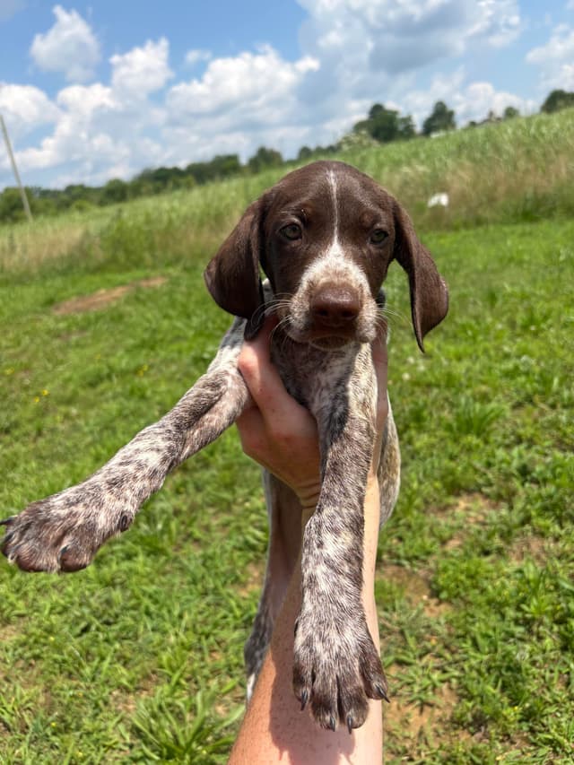 German Shorthaired Pointer Puppies media 3