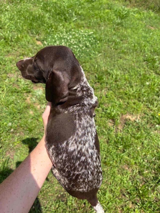 German Shorthaired Pointer Puppies media 8
