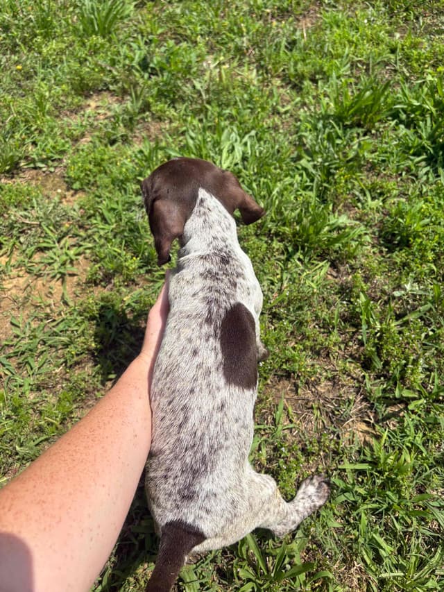 German Shorthaired Pointer Puppies media 4