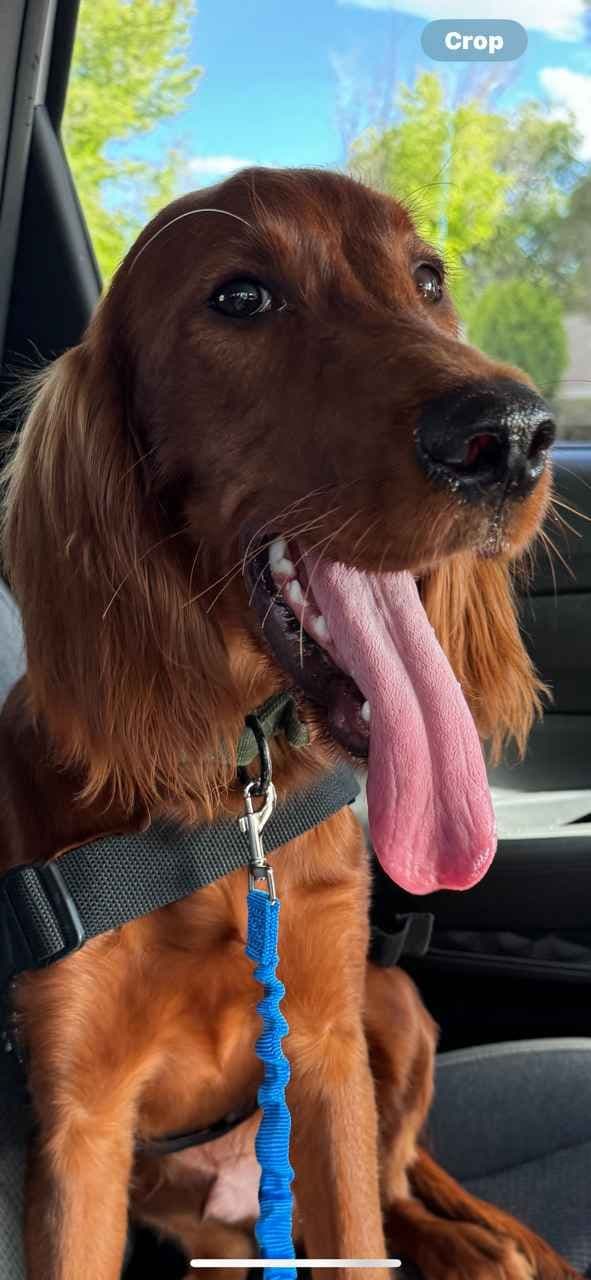 Irish Setter Puppies breeder image 11