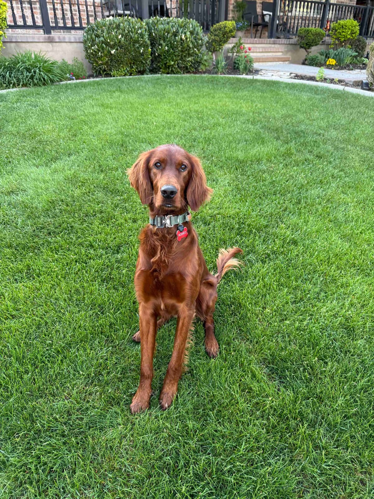 Irish Setter Puppies breeder image 17