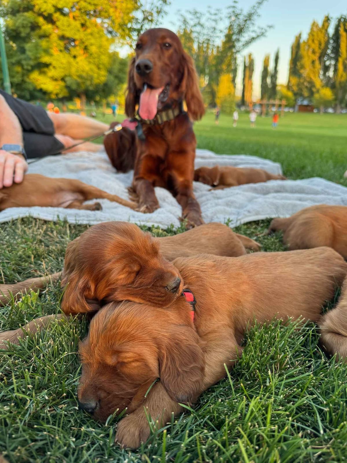 Irish Setter Puppies breeder image 13