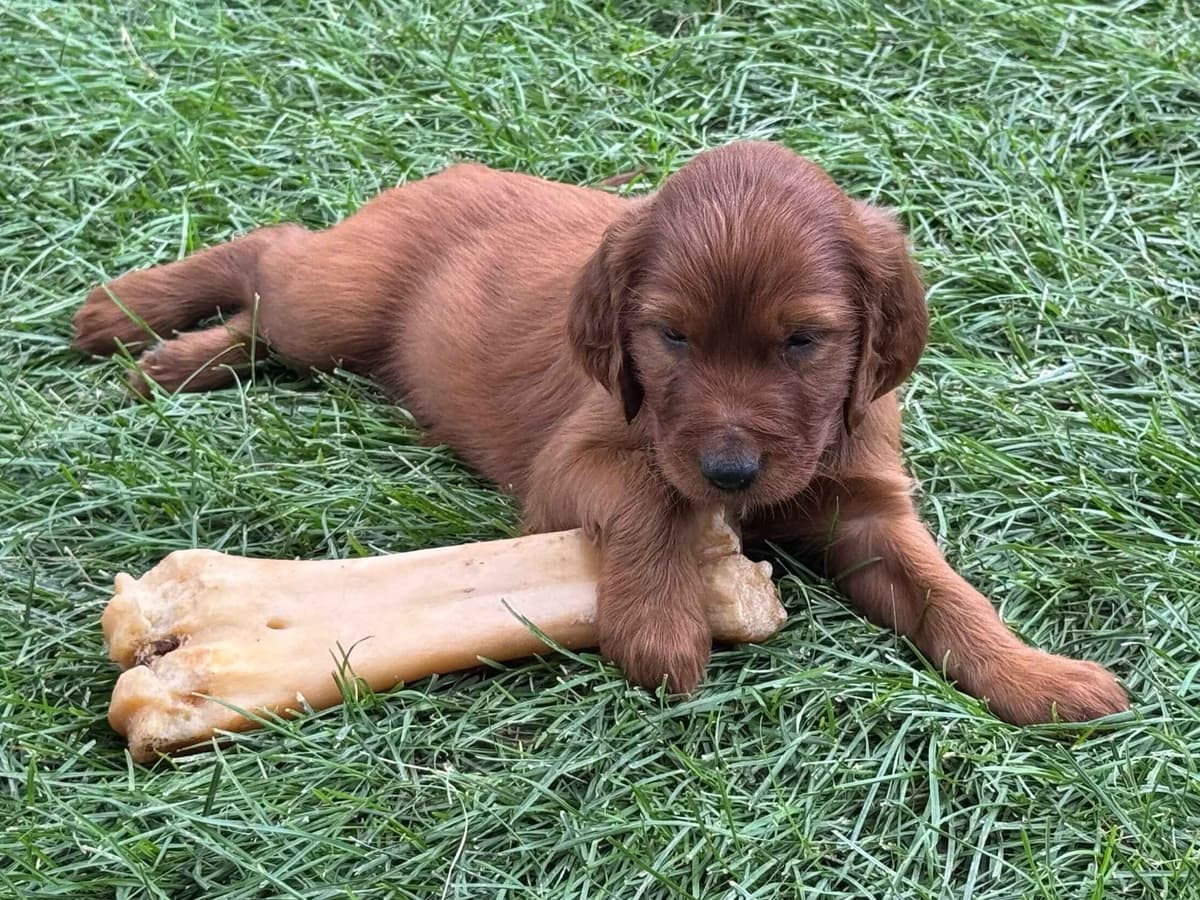 Irish Setter Puppies breeder image 12