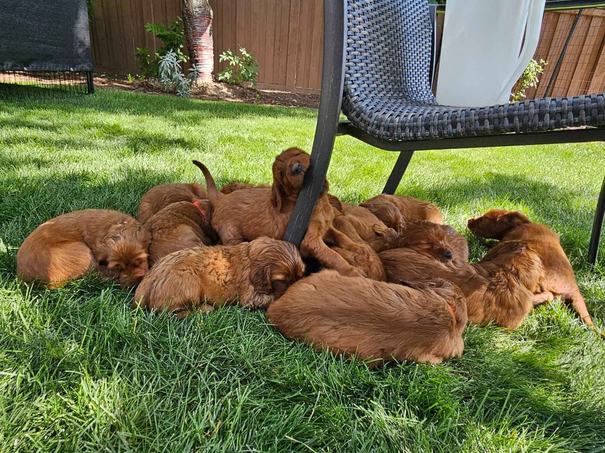 Irish Setter Puppies breeder image 16
