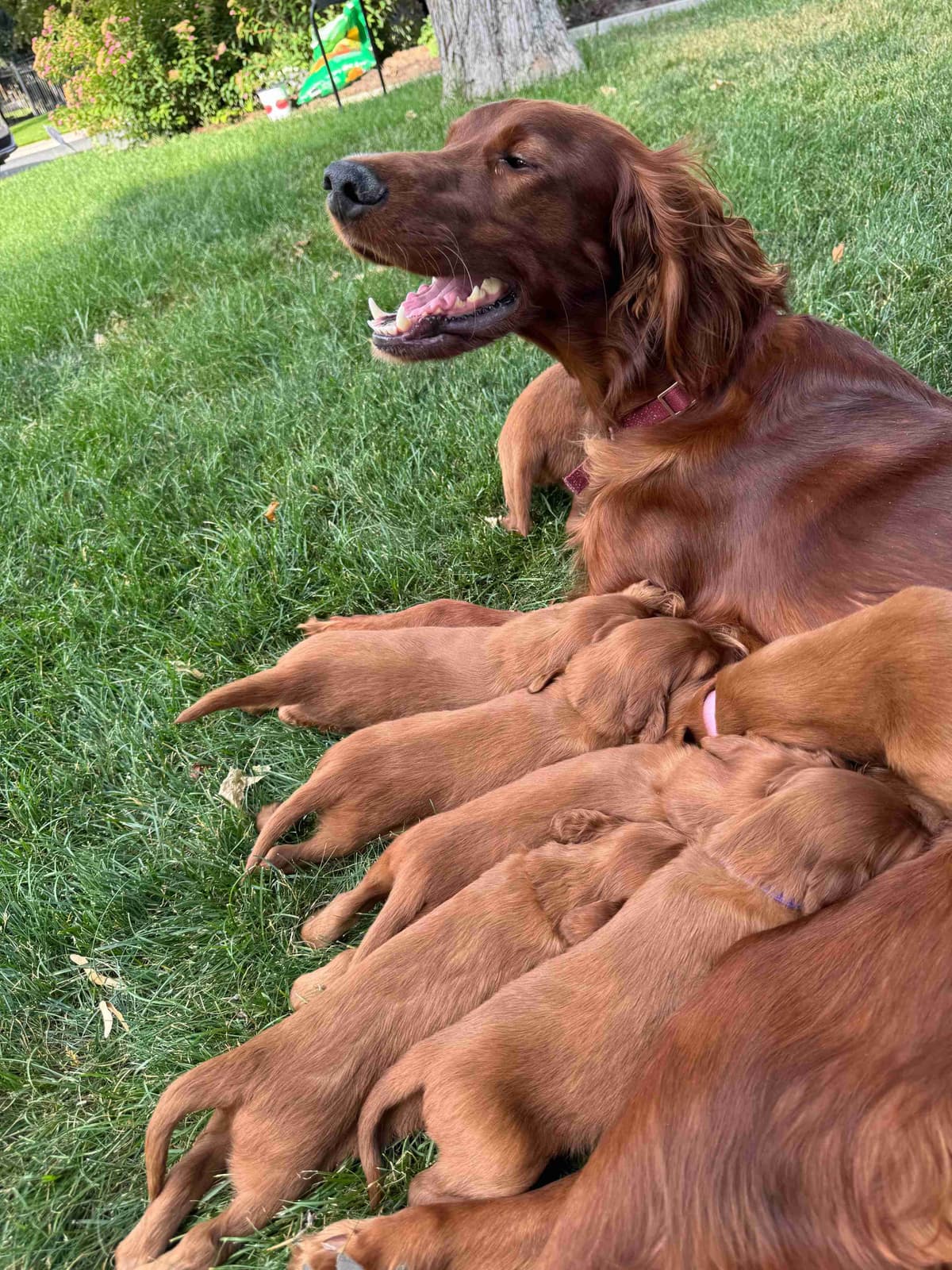 Irish Setter Puppies breeder image 15