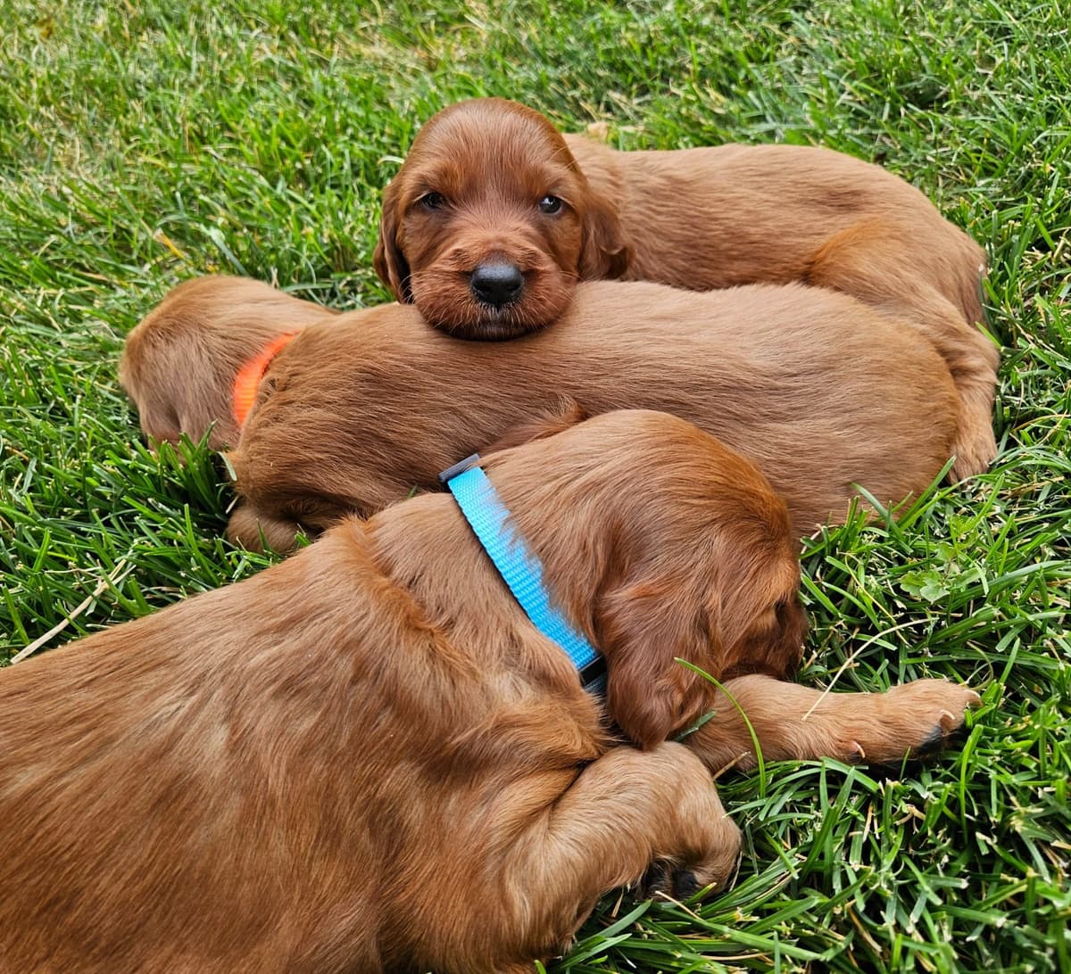 Irish Setter Puppies breeder image 14