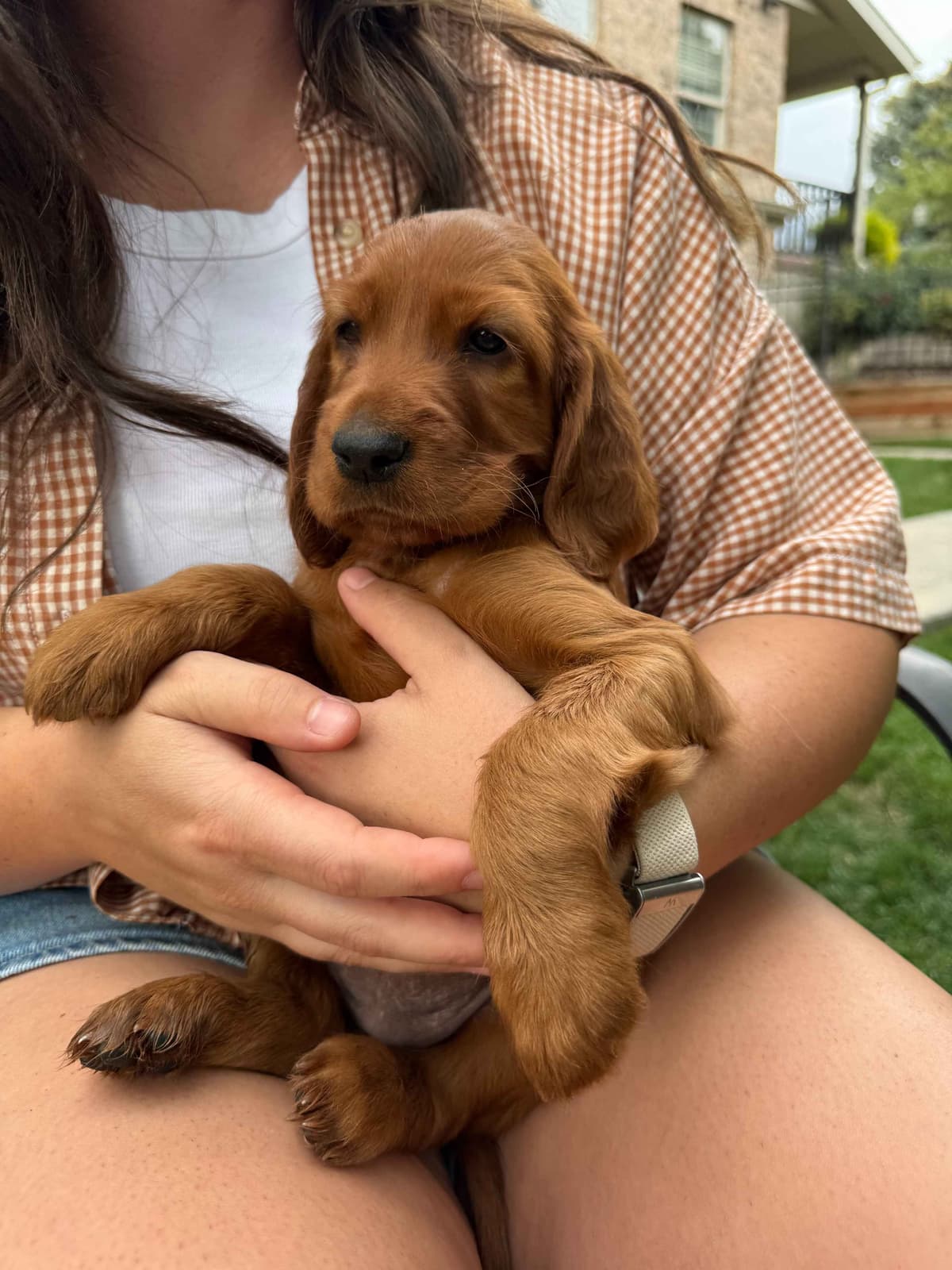 Irish Setter Puppies breeder image 6