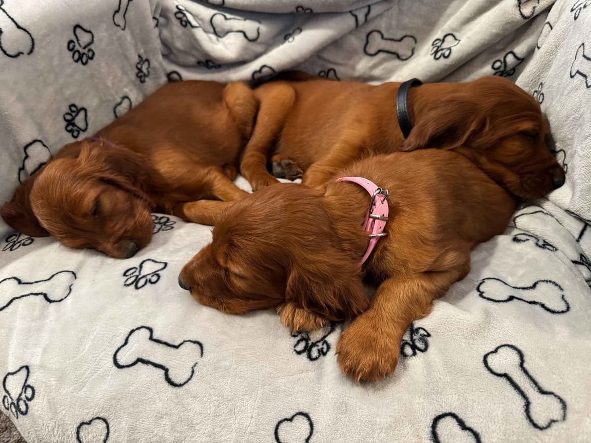 Irish Setter Puppies breeder image 18
