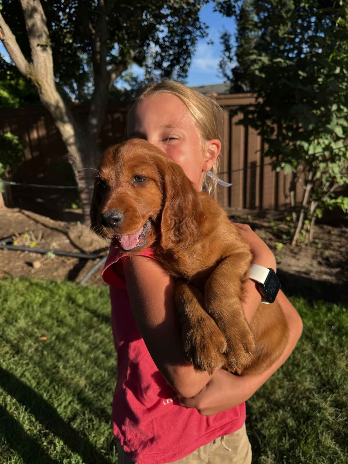 Irish Setter Puppies breeder image 2