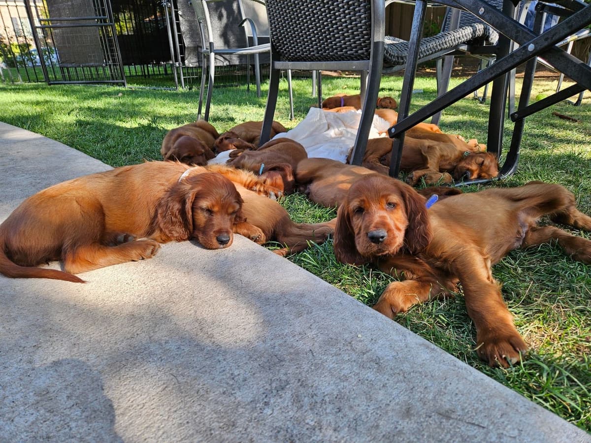 Irish Setter Puppies breeder image 20