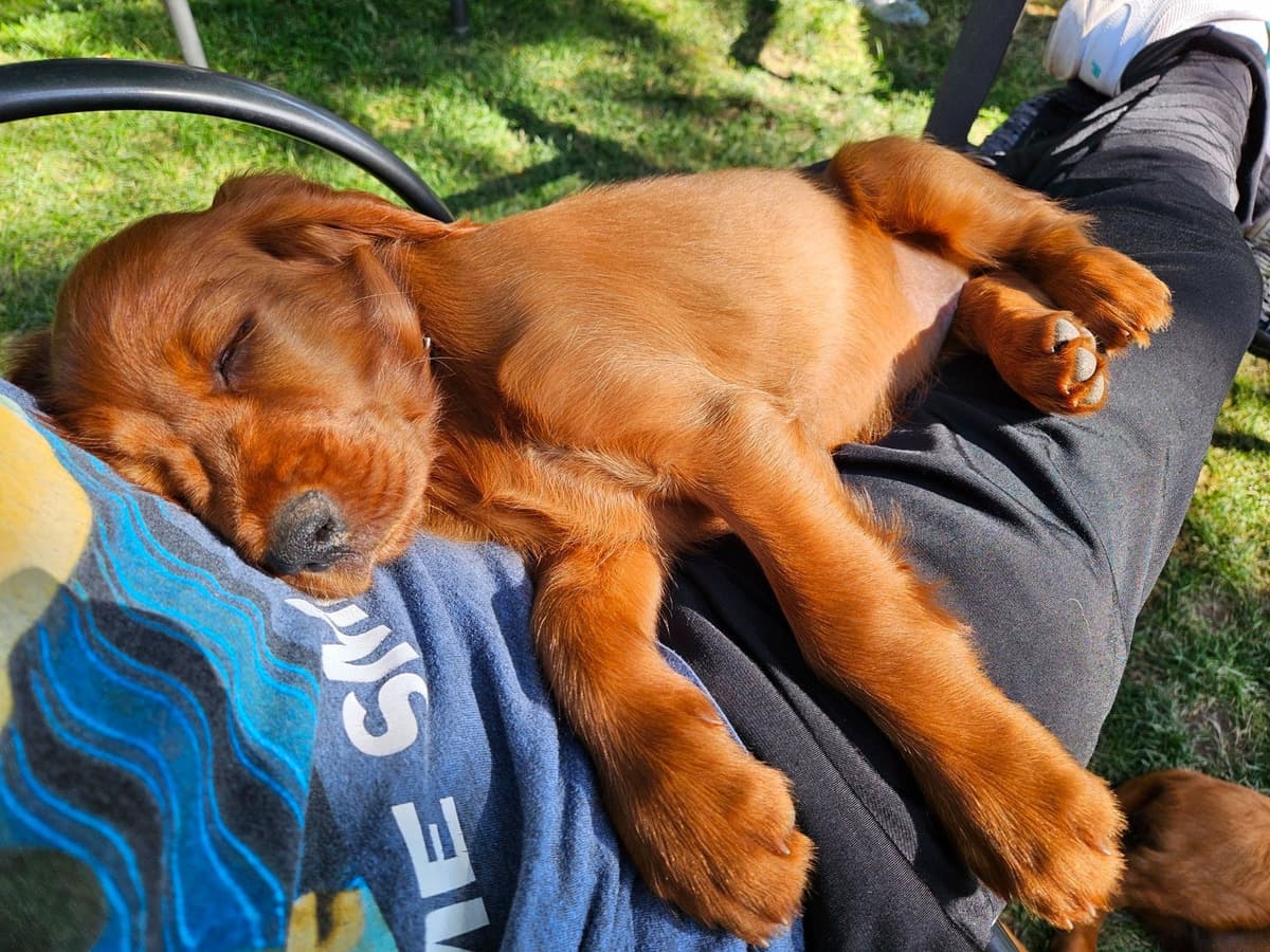 Irish Setter Puppies breeder image 3